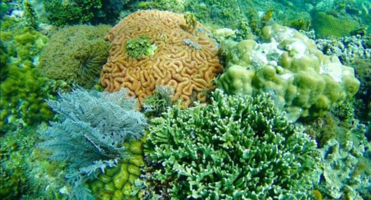 Molave Cove Resort Panglao Eksteriør bilde