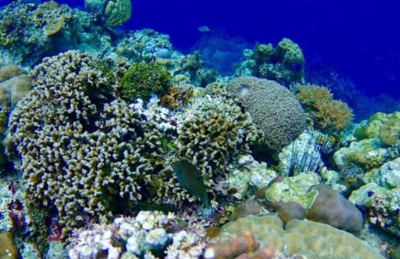 Molave Cove Resort Panglao Eksteriør bilde