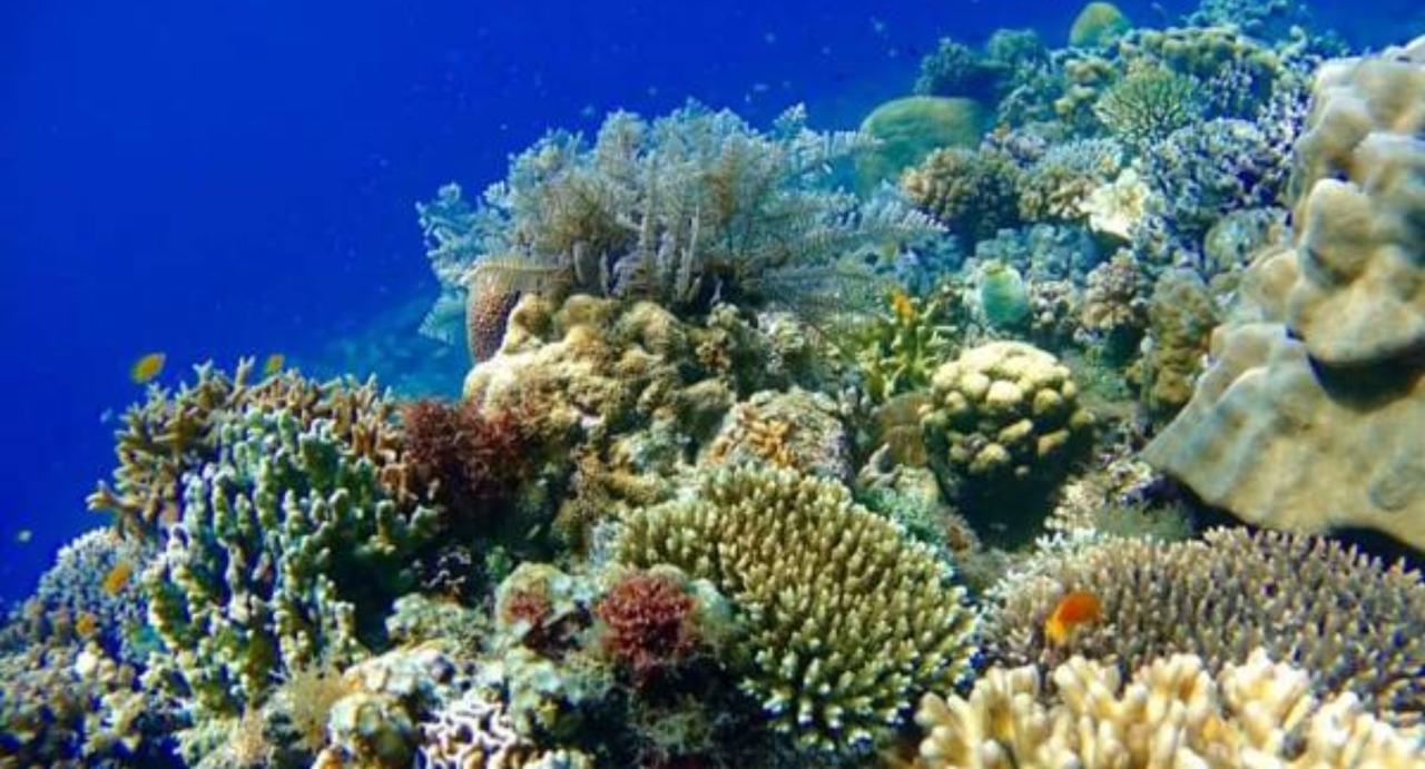 Molave Cove Resort Panglao Eksteriør bilde
